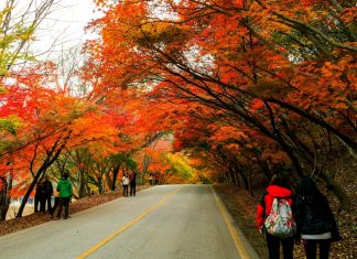 Du lịch Hàn Quốc mùa thu - Ngỡ ngàng trước vẻ đẹp