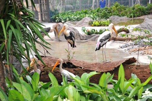 Du lịch Phú Quốc - Khám phá công viên chăm sóc và bảo tồn động vật Vinperl