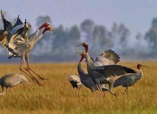 Kinh nghiệm du lịch Vườn quốc gia Tràm Chim chi tiết, ai cũng nên biết